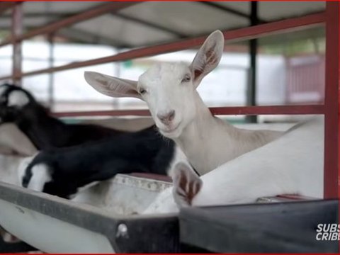 Polisi Asal Purworejo Ini Sukses Beternak Kambing Perah, Jadi Sumber Penghasilan Sampingan