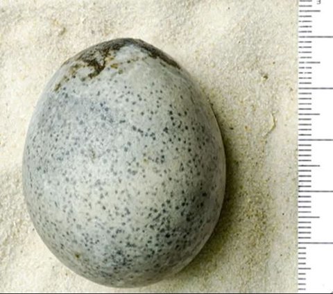 Arkeolog Terkesima, Temukan Telur Ayam Berusia 1.700 Tahun Masih Lengkap dengan Cairan Putih dan Kuningnya