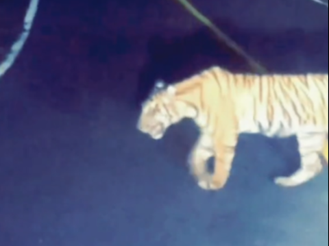 Video Moment of a Rider Being Intercepted by a Sumatran Tiger in Lampung