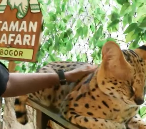 Kenalan dengan Marco, Si Kucing Serval Langka di Taman Safari Indonesia yang Menggemaskan