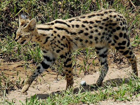 Kenalan dengan Marco, Si Kucing Serval Langka di Taman Safari Indonesia yang Menggemaskan