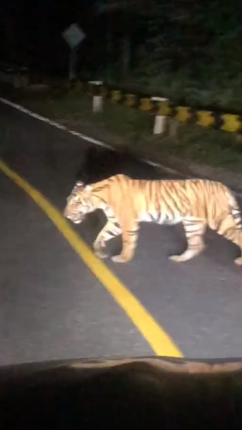 Viral Momen Pengendara Mobil Papasan dengan Harimau Sumatra di Jalan Raya, Warganet Ikut Deg-degan