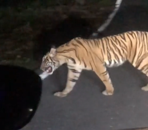 Viral Momen Pengendara Mobil Papasan dengan Harimau Sumatra di Jalan Raya, Warganet Ikut Deg-degan