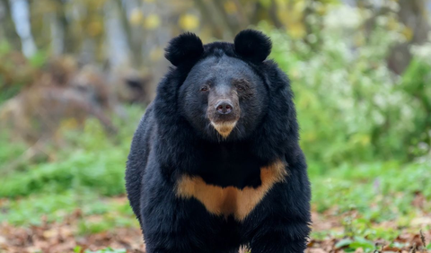 <b>Beruang</b>