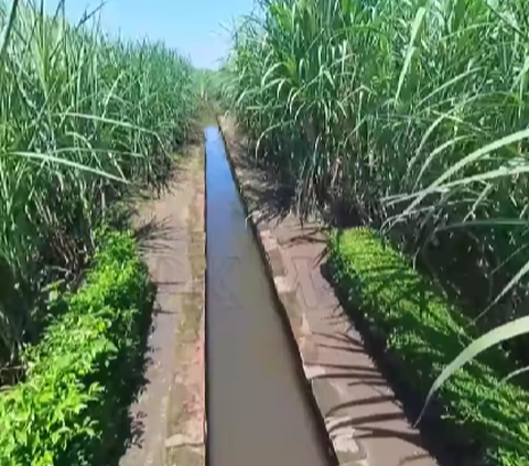 Kini Diapit Kebun Tebu, Ini Potret Saluran Air Bukti Kemasyhuran Kota Majapahit