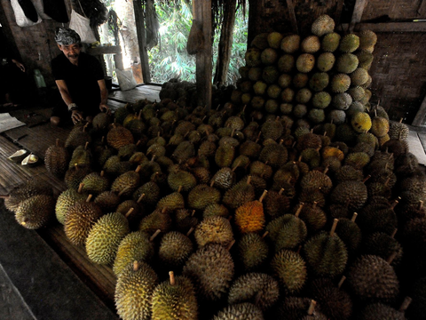 FOTO: Potret Kesederhanaan Bocah Suku Baduy Selalu Ceria Bantu Orang Tua Jualan Durian Pikul Keliling di Lebak