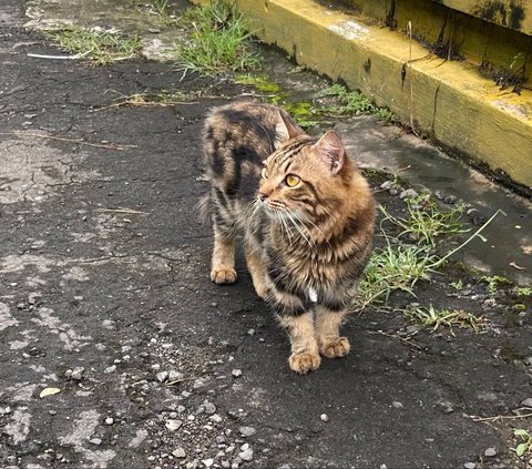 Tom Lembong Followed by a Tabby Cat, Even Followed to the Polling Station and Took a Selfie