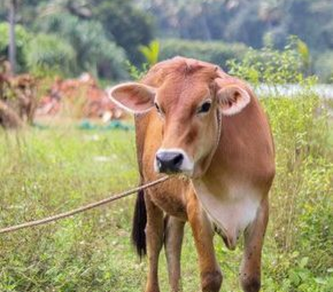 Sebelum Buka Keran Impor, Pemerintah Diingatkan untuk Utamakan Sapi Lokal