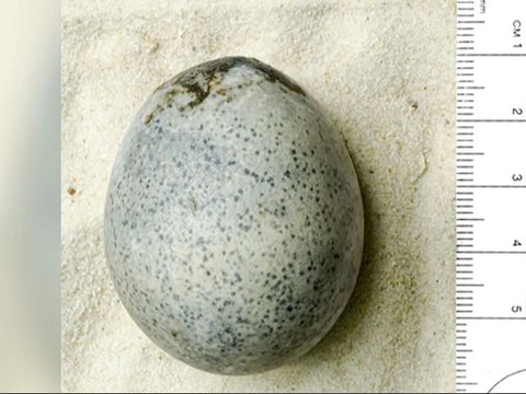 Archaeologist Discovers 1,700-Year-Old Chicken Eggs, Astonished by Their Intact Contents