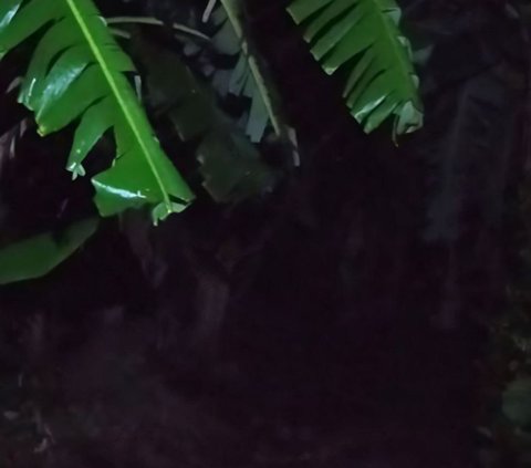 Two Brothers Still Playing Before Maghrib, Suddenly the Younger Brother Stiffens Seeing a Banana Tree in Front of the House, Turns Out There's a Horrifying Story Behind It