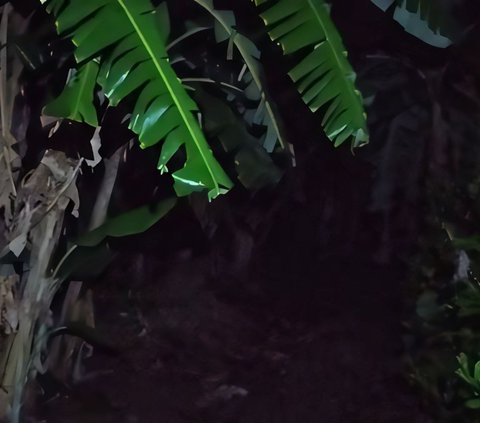 Two Brothers Still Playing Before Maghrib, Suddenly the Younger Brother Stiffens Seeing a Banana Tree in Front of the House, Turns Out There's a Horrifying Story Behind It