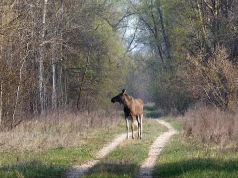 8 Creepy Facts About Chernobyl | Trstdly: Trusted News In Simple English