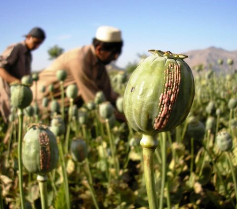 Arkeolog Temukan Bukti Opium Dipakai untuk Bangkitkan Arwah 3.400 Tahun Lalu