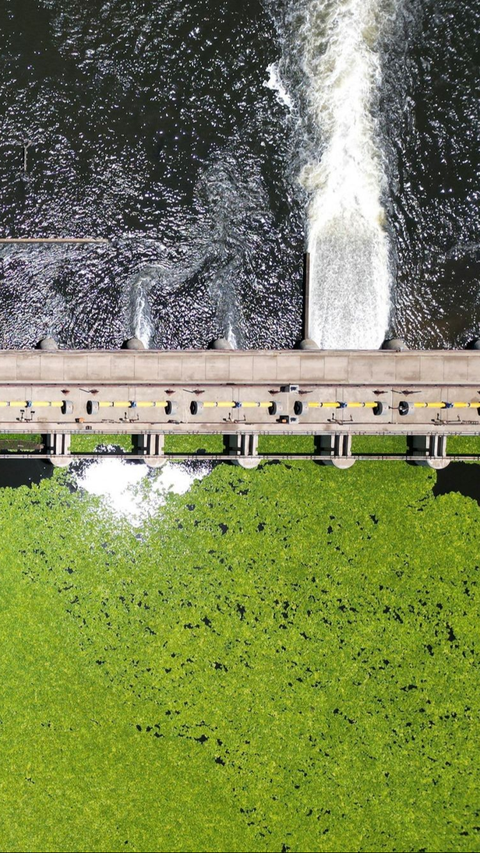 Untungnya sebuah bendungan di Vaal Barrage mampu memperangkap tumbuhan selada air itu agar tak meluas mengalir. Foto: REUTERS / Shiraaz Mohamed