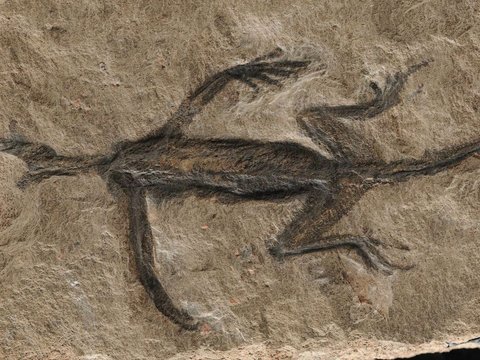 Fosil Reptil Berusia 280 Juta Tahun Ini Ternyata Palsu, Sebagian Terbuat dari Cat