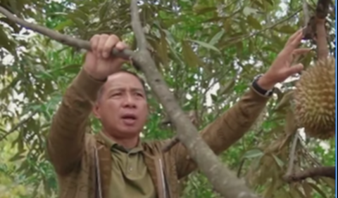 Momen menengok kebun durian hingga menyatapnya langsung di tempat ini kian menarik perhatian publik usai dibagikan dalam sebuah video. <br>