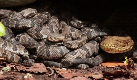 <b>Rookery Rattlesnake</b><br>