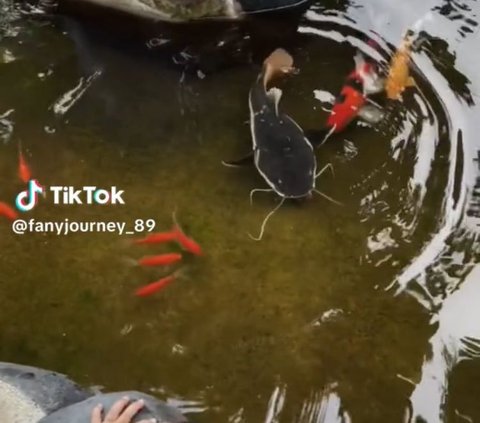 Momen anak beri makan ikan red tai catfish atau lele ekor merah setiap hari ini viral, kini jadi super besar.