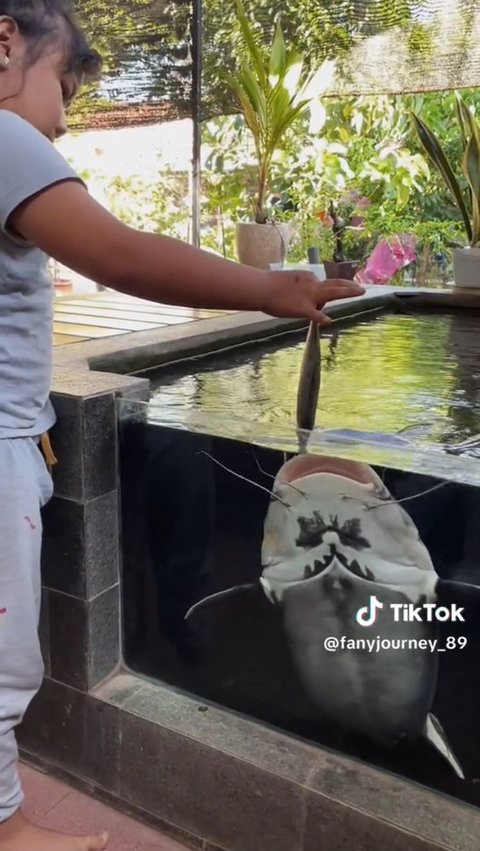 Momen Bocah Beri Makan Ikan Lele Ekor Merah Setiap Hari hingga Tumbuh Besar, Viral