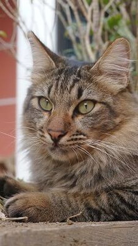 Ahli paleontologi temukan mamalia mirip kucing tak diketahui yang hidup 30 juta tahun lalu. Penemuan ini berasal dari penelitian lapangan 2017 di Valeč.