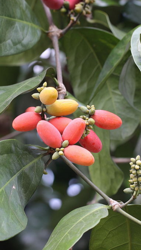 Pohon Melinjo (gbohne from Berlin, German via Wikimedia Commons)