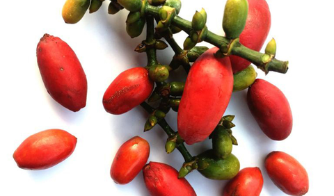 Manfaat Kulit Melinjo Untuk Kesehatan Tubuh (Sumber: iStockphoto)