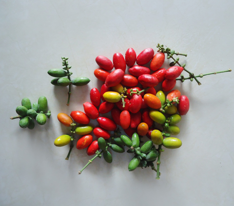 Manfaat Kulit Melinjo Untuk Kesehatan Tubuh (Sumber: Pixabay)