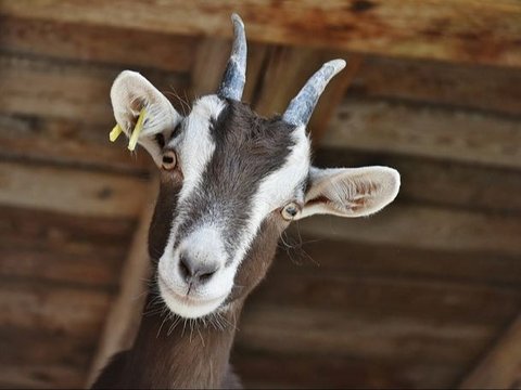kambing
