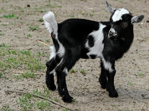 kambing