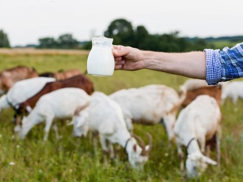 Ilustrasi susu kambing