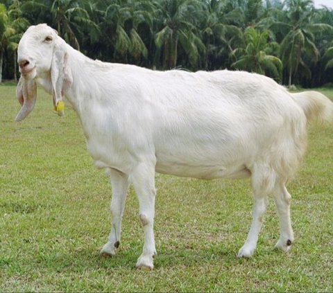 Ilustrasi kambing sapera