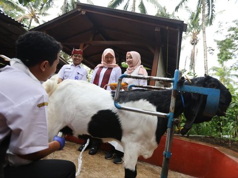 Ilustrasi kambing etawa