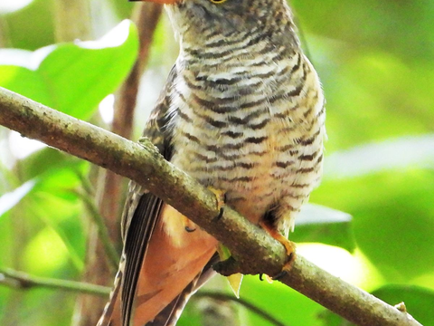 Mitos Kejatuhan Kotoran Burung Lainnya