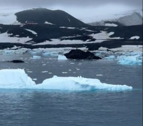 Melaut ke Antartika, WNI Ungkap Ada Apa di Balik Tembok Es Raksasa