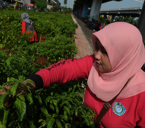 FOTO: Warga Cipinang Melayu Akhirnya Menikmati Hasil Panen Cabai Rawit Seberat 300 Kilogram di Kolong Tol Becakayu