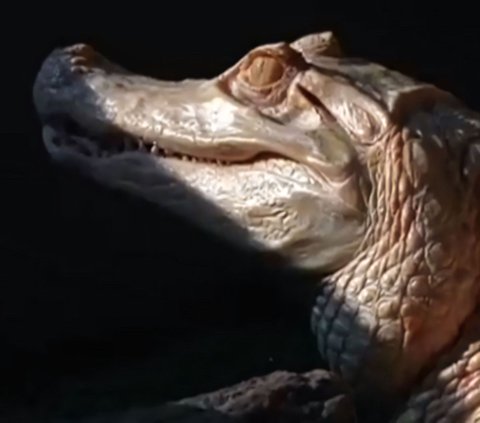 Rare White Crocodile 'Collects' 70 Coins in Its Stomach