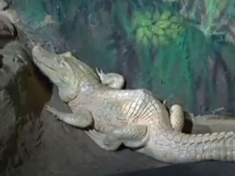 Rare White Crocodile 'Collects' 70 Coins in Its Stomach