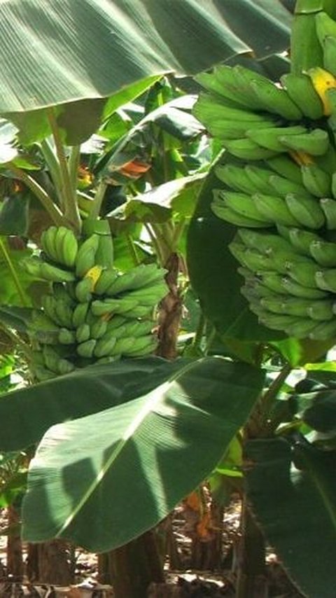 Pemprov Kaltim Pacu Produksi Pisang untuk Pasar Internasional