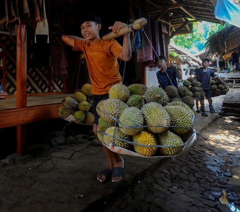 Legit, Bisnis Durian Bisa Raup Untung Rp20 Juta Satu Pekan