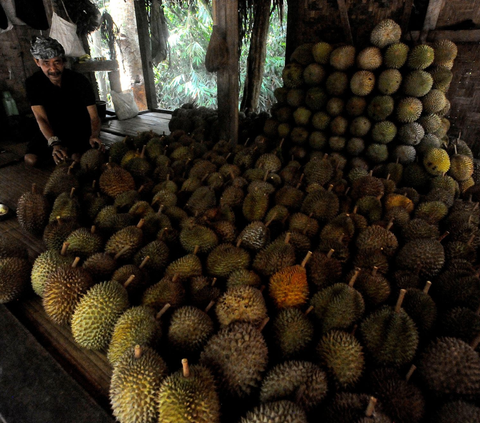 Legit, Bisnis Durian Bisa Raup Untung Rp20 Juta Satu Pekan