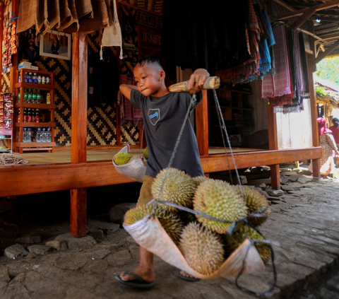 Legit, Bisnis Durian Bisa Raup Untung Rp20 Juta Satu Pekan