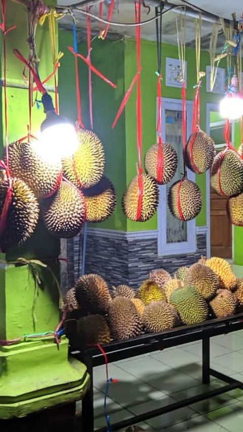 Legit, Bisnis Durian Bisa Raup Untung Rp20 Juta Satu Pekan