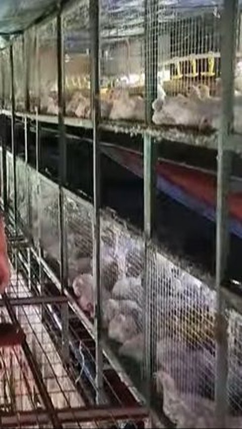 Canggih, Mayjen Kunto Arief Ngecek Apartemen Ayam dan Tanaman Cabai yang Luas di Kabupaten Bandung 'Lihat Kebun-kebun kita'