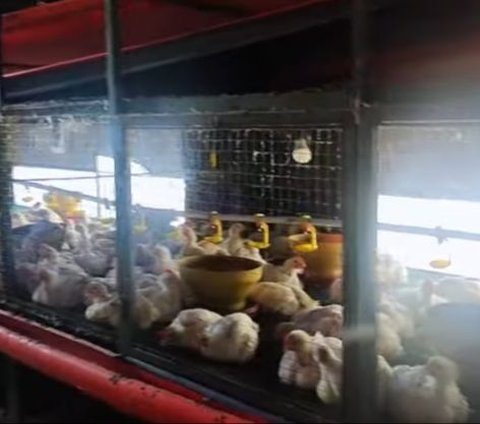 Canggih, Mayjen Kunto Arief Ngecek Apartemen Ayam dan Tanaman Cabai yang Luas di Kabupaten Bandung 'Lihat Kebun-kebun kita'