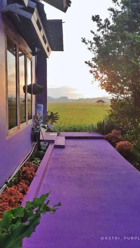 Portrait of a Serene Purple House by the Rice Field, Far from Neighbors