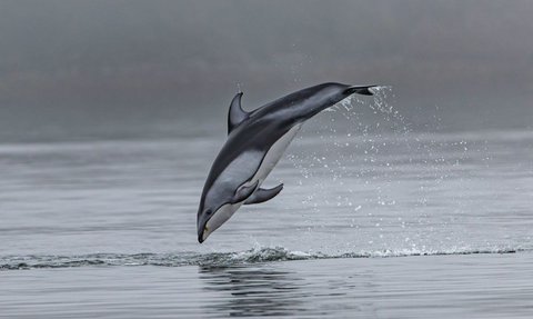 Apakah Ikan Bisa Tenggelam di Air? Jawaban Ilmuwan Ternyata Mengejutkan