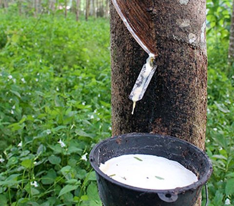 Kilas Balik Perkebunan Karet di Aceh Timur, Komoditas yang Tak Kalah Berharga dari Rempah-Rempah