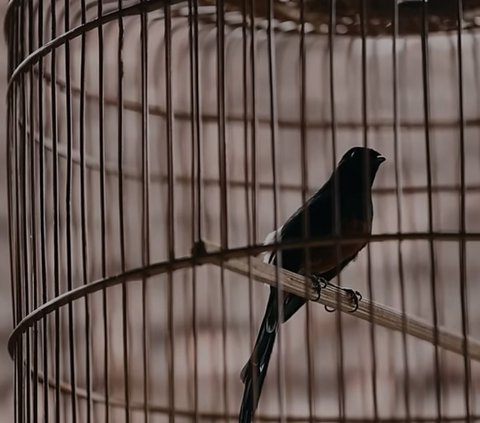 Gagal Usaha Warnet Hingga Kerja Tambang di Kalimantan, Siswanto Akhirnya Sukses Bisnis Burung Murai Batu Omzet Rp50 Juta Sebulan
