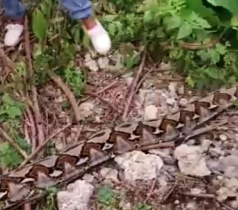 Moments of Residents in Buton Struggling Against a 6.5-Meter Giant Python While Searching for Grass in the Forest