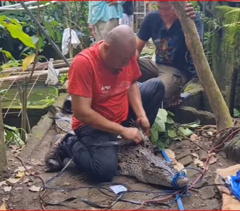 Menegangkan, Detik-Detik Heru Gundul Evakuasi Buaya Muara di Bantul Milik Mendiang Pencinta Satwa